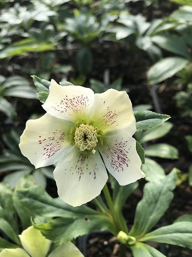 Lenten Rose/Hellebore Mix 5 Bareroot Plants Great for Fall Planting!!!