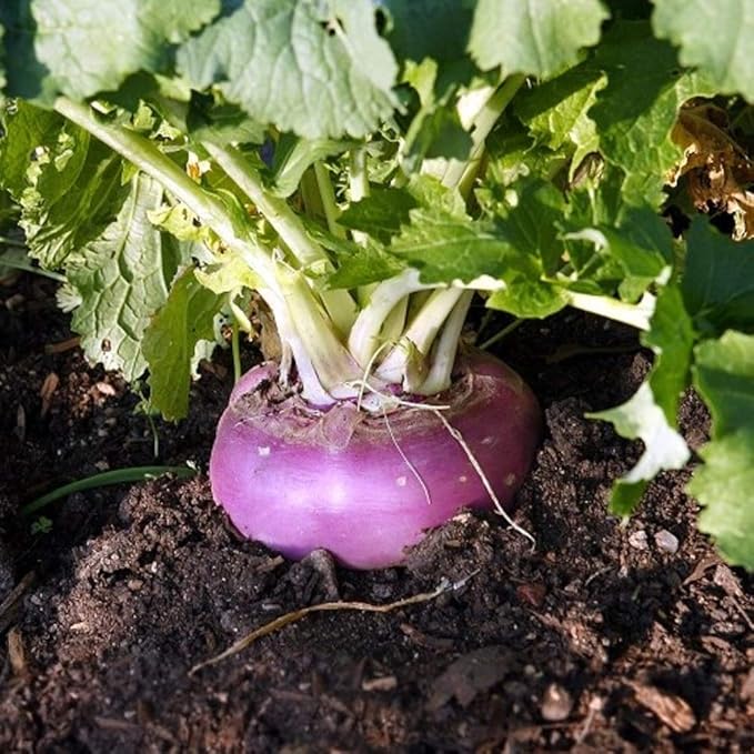 Purple Top Turnip Seeds 100 Count, COOL BEANS N SPROUTS Brand. Heirloom. Non-GMO. Home Gardening.