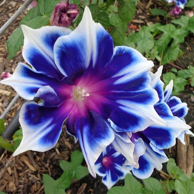 Blue & White Morning Glory Seeds (Ipomoea) – Perennial Flower Seeds for Planting, Climbing Flowering Vines – Ideal Flower Seeds to Plant Outside & Inside in Containers, Trellises, Beds