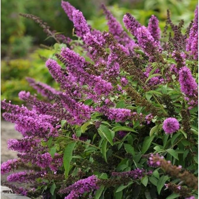 350+ Mix Butterfly Bush Seeds -Perennial Ornamental Shrub Seeds, Drought-Tolerant & Low Maintenance, Ideal for Outdoor Gardens & Pollinator