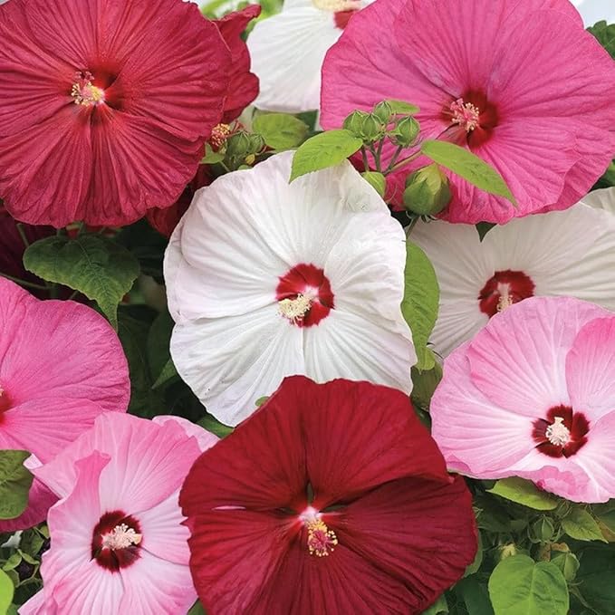 100+ Mixed Hibiscus Seeds Rose of Sharon Shrub Flowers Garden Planting