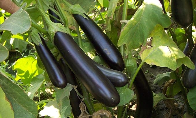 Eggplant Long Pop Seeds – Solanum Melongena | High-Yield Asian Eggplant Variety | Tender & Flavorful