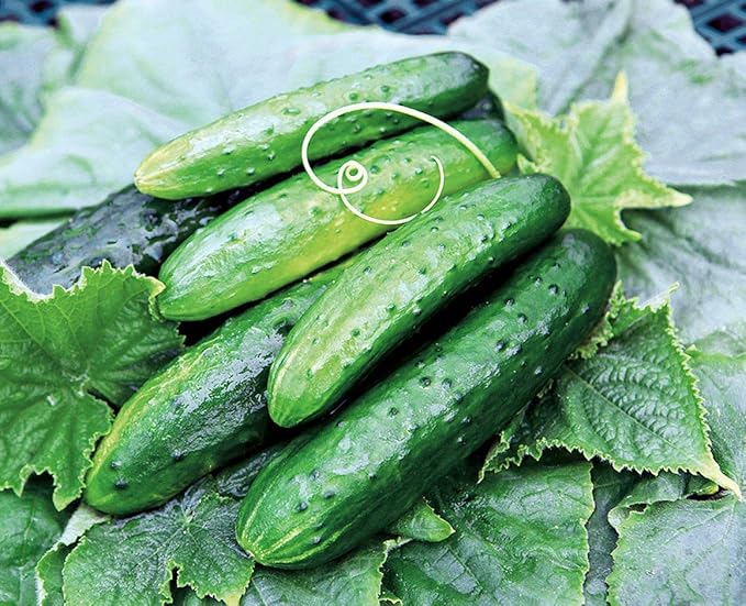 KIRA SEEDS - Seeds Indoor Cucumber Zozulya Long - Self-Pollinated - Heirloom Vegetable - GMO Free