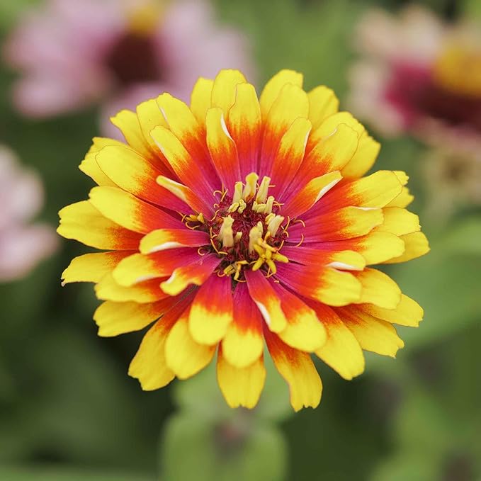 Eden Brothers Zinnia Seeds - Swirls Mixed, Non-GMO Seeds for Planting, Packet | Low-Maintenance Flower Seeds, Plant During Spring, Zones 3, 4, 5, 6, 7, 8, 9, 10