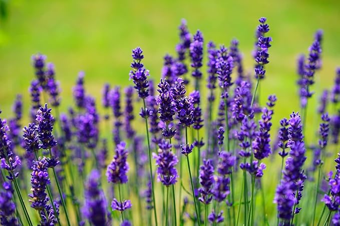 25 Slightly Assorted Flower Seeds! – Great for Bees, Birds, and Butterflies! – Includes 10+ Varieties of USA Grown & Non-GMO Seeds! – May Include Forget-Me-Nots, Marigolds, Wildflowers, and More