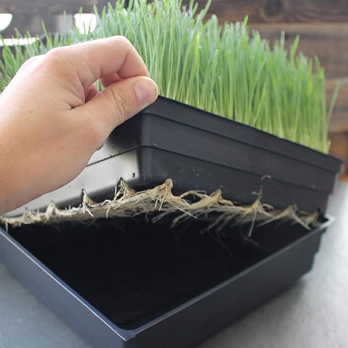 10-Pack 1020 Garden Growing Trays without Drain Holes - 10" x 20" Plastic Plant Trays No Holes - Wheatgrass Sprouting Tray, Microgreens Seed Tray, Hydroponic Trays, Nursery Flats, Greenhouse Supplies