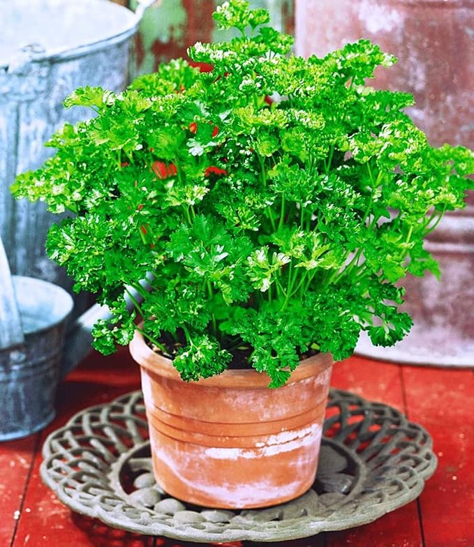KIRA SEEDS - Seeds Leaf Itatian Parsley - Indoor - 2000 Seeds - Heirloom Herb - GMO Free