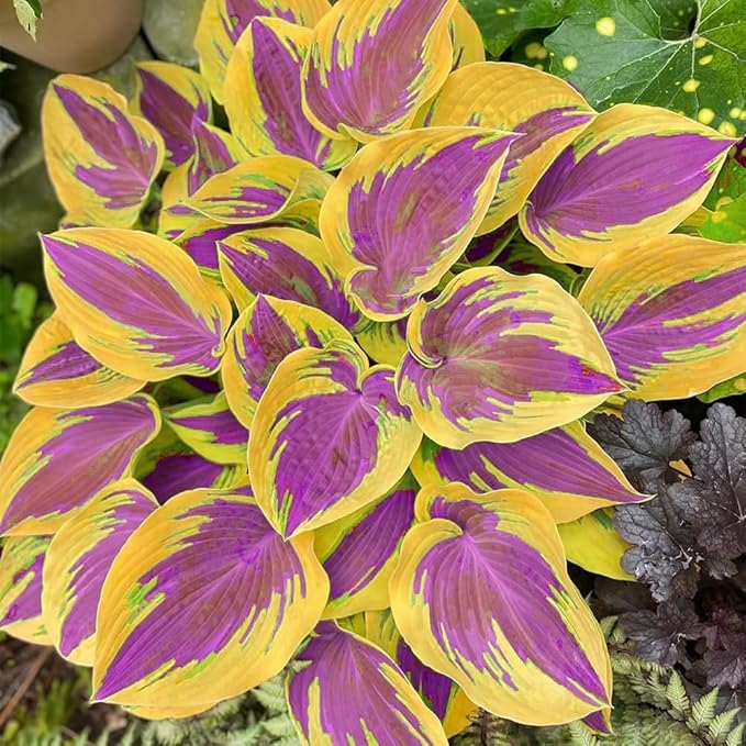 288+ Mixed Hosta Seeds - Rare Perennial Shade Plants for Garden Borders, Patios, and Containers - Non-GMO Heirloom, Colorful Ornamental Foliage