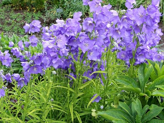 200+ Blue Campanula Balloon Flower Seeds Bellflower Flowers Garden Planting