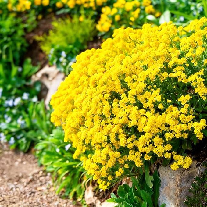 Mixrug 19995+ Fragrant Yellow Creeping Thyme Seeds Ground Cover, Thymus Serpyllum Seeds,Between Stepping Stones Seed Bee-Friendly Carpet Lawn Alternative & Pathway Filler Low Maintenance