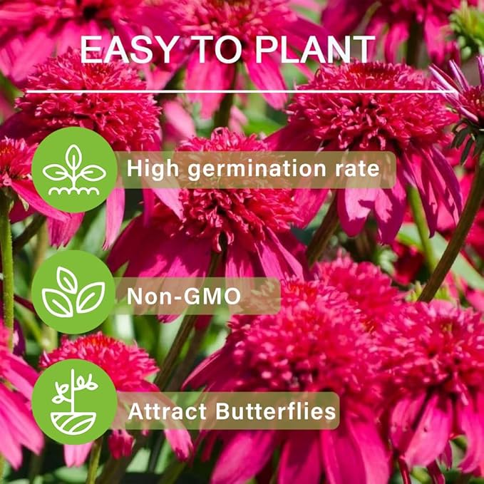 1000+ Double Echinacea Coneflower Seeds for Planting -Perennial Cone Flower Seeds Attracts Pollinators