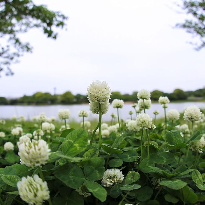 White Dutch Clover Seeds - 4 g Packet ~700 Seeds - Lawn, Pasture & Cover Crop Seeds by Mountain Valley Seed