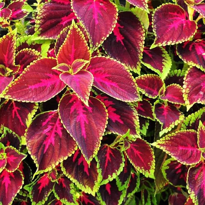 150+Coleus Rainbow Mix Seeds for Planting Outdoor-Beautiful Flower Plant in Your Home Garden Indoors or Outdoors Attractive and Colorful