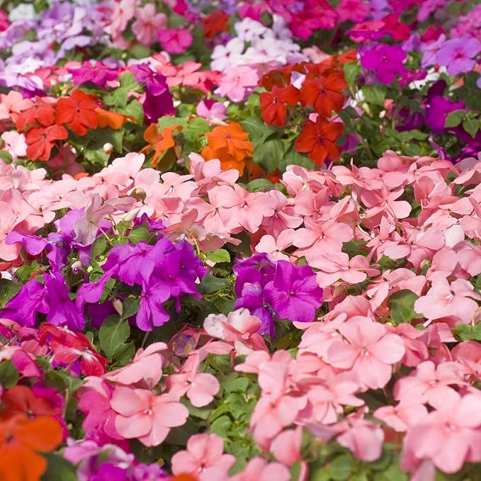 Mixed Impatiens Seeds for Planting - 500 Balsamina Balsam Camellia Impatiens Seeds Annual Flowers for Planting