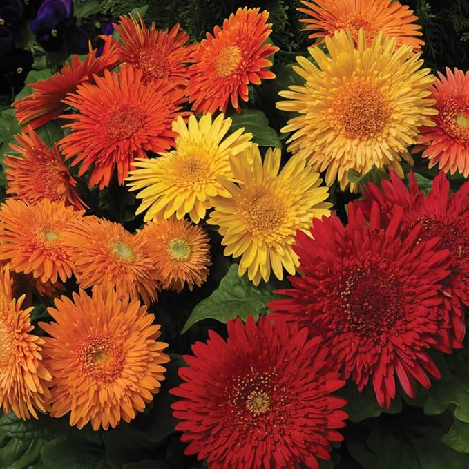 Outsidepride Autumn Colors Mix Gerbera Seeds - 20 Pcs Perennial, Compact & Low Maintenance, Flower Seeds for Planting w/Vibrant Mixed Blooms, Ideal for Garden Landscaping & Cut Flower Arrangements