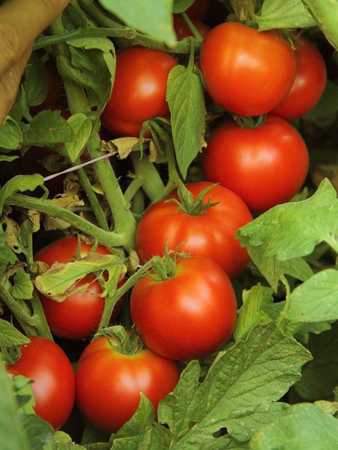 Early Doll Hybrid F1 Tomato Packet ~25 Seeds - Non-GMO, Farm & Garden Vegetable Seeds - Lycopersicon esculentum