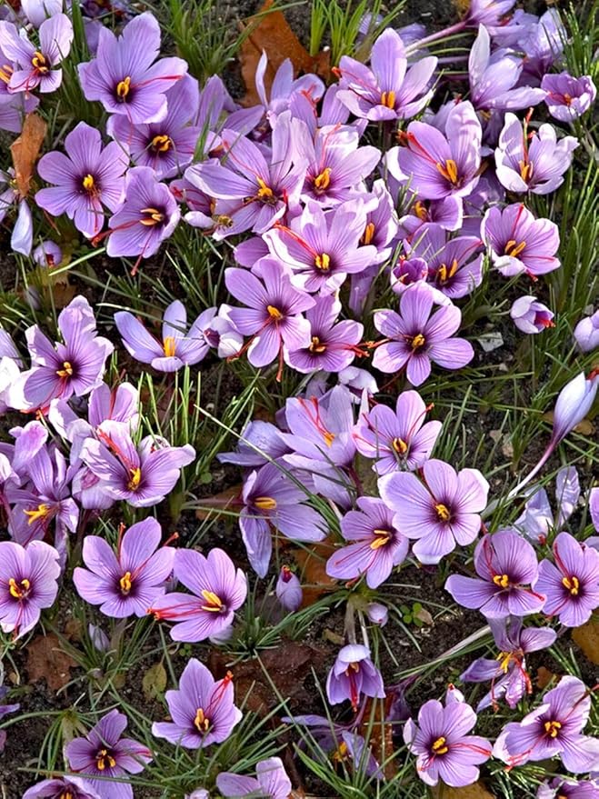 Votaniki Saffron Crocus Bulbs - Long Lasting, Enhance Garden with Exquisite Flavor | Harvest Spice at Home - Low Maintenance & Easy to Grow - Autumn Bloomers (50 Pack)