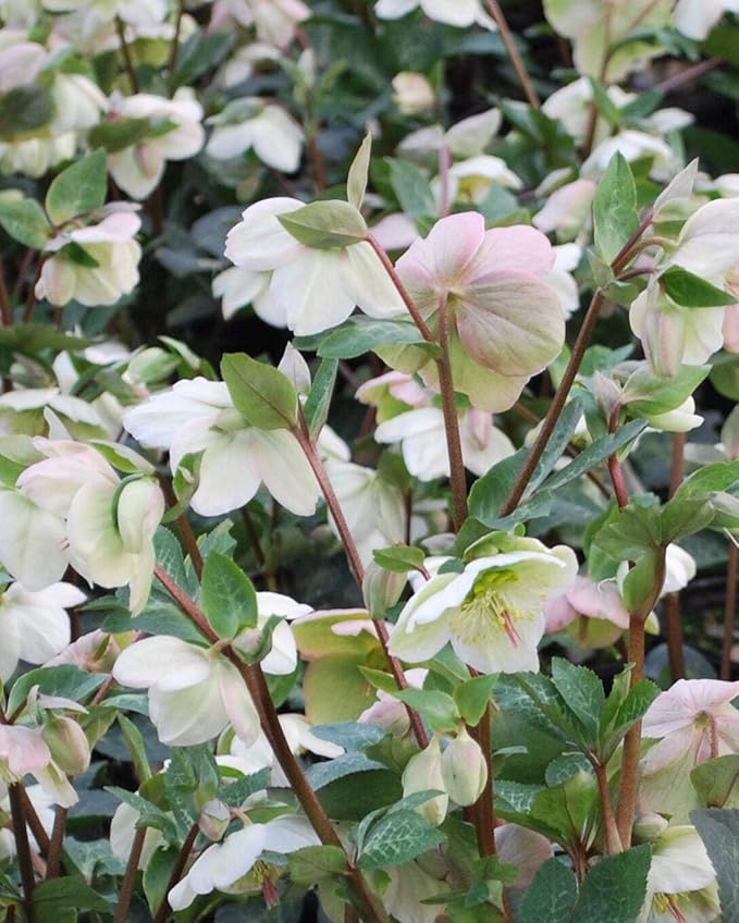 Perennial Farm Helleborus Frostkiss® Moondance™ – Live Lenten Rose in #1 Container, Creamy White Blooms with Green Centers, Marbled Evergreen Foliage, Shade Loving, Deer Resistant