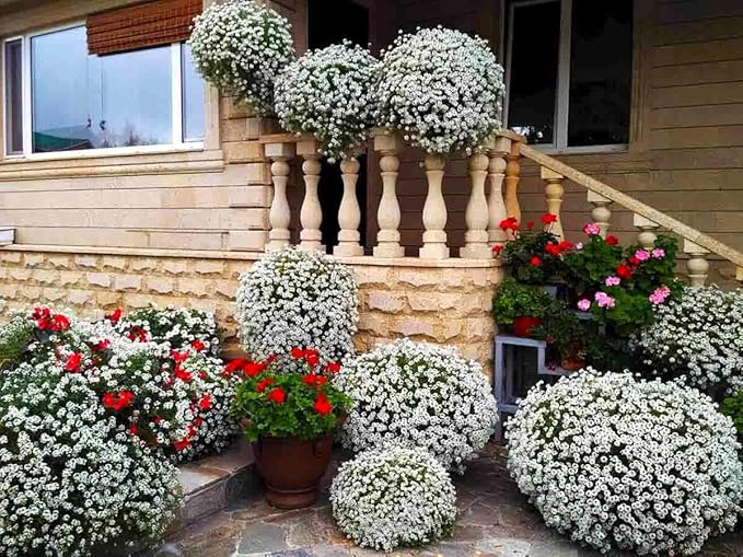 Seeds Multicolor Alyssum Seed Mix 800+ Seeds for Panting Annual Low-Growing Flower Ground Cover Carpet Flower