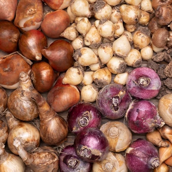 50 Mixed Flower Bulbs, 5 Varieties Assorted Top-Size Bulbs for Fall Planting, Vibrant Spring Bloom, Hardy Perennial Flower Bulb for Flowers Bed, Containers, Gardens