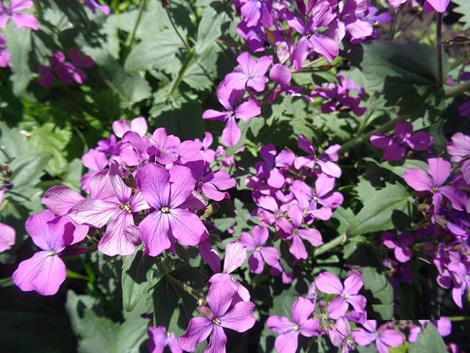 CEMEHA SEEDS - Seeds Silver Dollar Lunaria Mix Money Plant Biennial Flowers for Planting