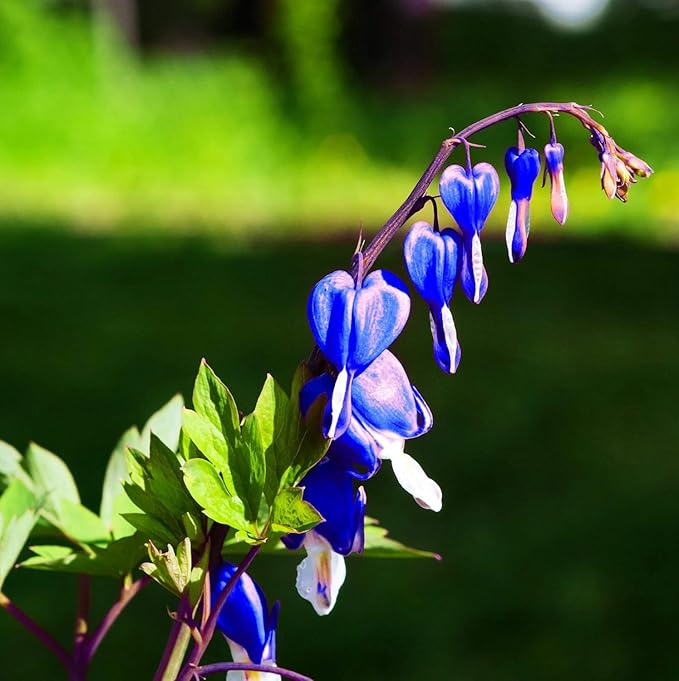 Rare 20 Pcs Lavender hues Seeds Perennial Bleeding Heart Shade Flower Garden