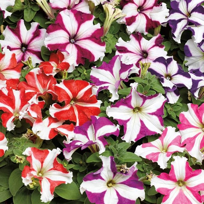 KIRA SEEDS - Seeds Petunia Starfall F1 Mix - Annual Flowers for Planting - GMO Free
