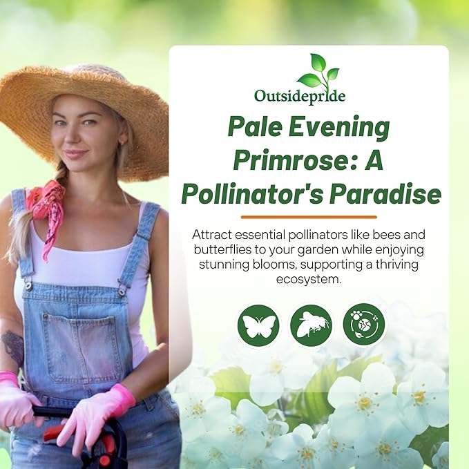 Outsidepride Pale Evening Primrose Seeds - 2000 Pcs Perennial Oenothera Pallida - Fragrant, Drought-Tolerant White Buttercup Blooms for Xeriscaping, Easy-to-Grow, Pollinator-Friendly, Low Maintenance
