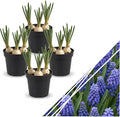 Live Flowering Muscari Grape Hyacinth (4 Per Pack), Beautiful Spring Bulbs, Ships Dormant in 1 Pt Pot, Blooms in 3-5 Weeks
