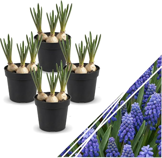 Live Flowering Muscari Grape Hyacinth (4 Per Pack), Beautiful Spring Bulbs, Ships Dormant in 1 Pt Pot, Blooms in 3-5 Weeks
