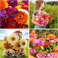 Mixrug 50+ Dwarf Zinnia Seeds for Planting,Annual Pink Zinnias Seeds Non-GMO Heirloom,Cut Flower Seed Deer Resistant Pollinator Friendly for Home Outdoor Garden