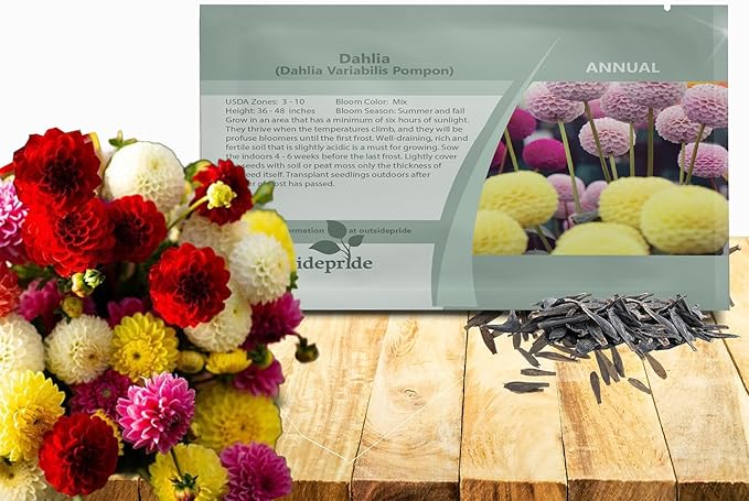 Outsidepride Pompon Dahlia Seeds for Planting - 1000 Pcs Annual, Easy to Grow, Season-Long Flower Seeds with Colorful Blooms for Containers, Pots, Borders, & Gardens, Suitable as Cut Flower