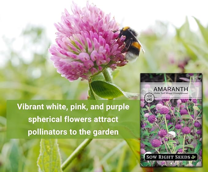 Sow Right Seeds - Tall Mixed Globe Amaranth Seeds for Planting - Non-GMO Heirloom Packet with Instructions to Grow an Outdoor Home Flower Garden - Gomphrena Pompom Flowers in Red, Pink, White (3)