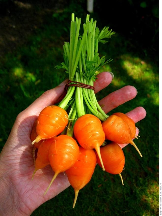 KIRA SEEDS - Seeds Carrot Paris Market - Heirloom Vegetable - GMO Free