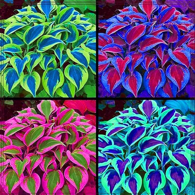 185+ Mixed Color Hosta Seeds for Planting Outdoors- Shade/Cold Tolerant Perennials, Dual Use for Ground Cover & Pots, Low Maintenance Flowers