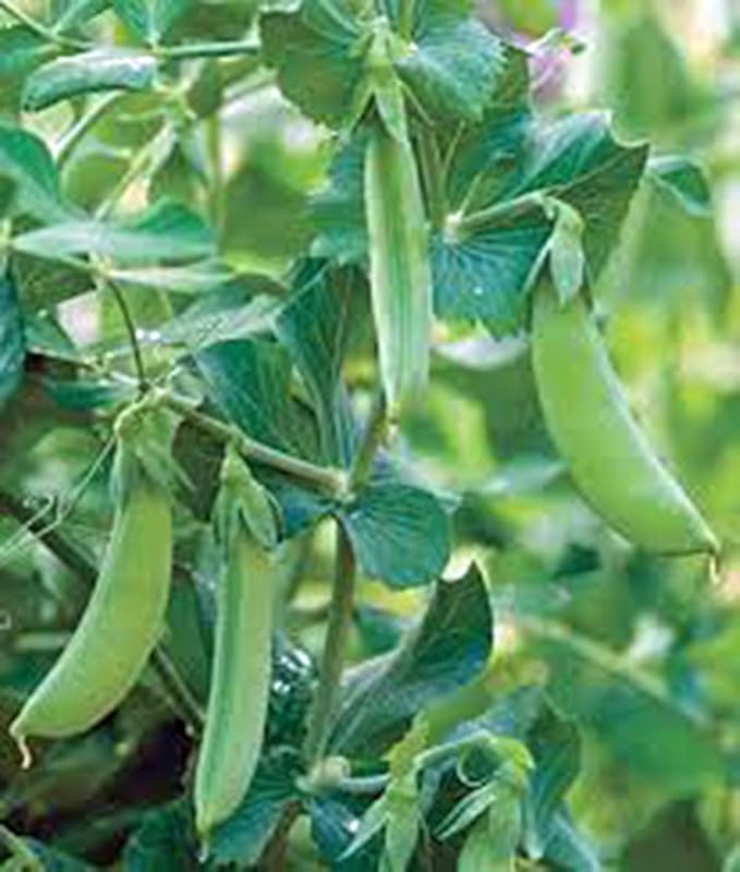 Pea Seed, Early Alaska, Heirloom, Non GMO, 100 Seeds, Great Peas