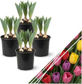 Live Flowering Tulip (4 Per Pack) - Assorted Colors, Beautiful Spring Bulbs, Ships Dormant in 1 Pint Pot, Blooms in 2-3 Weeks