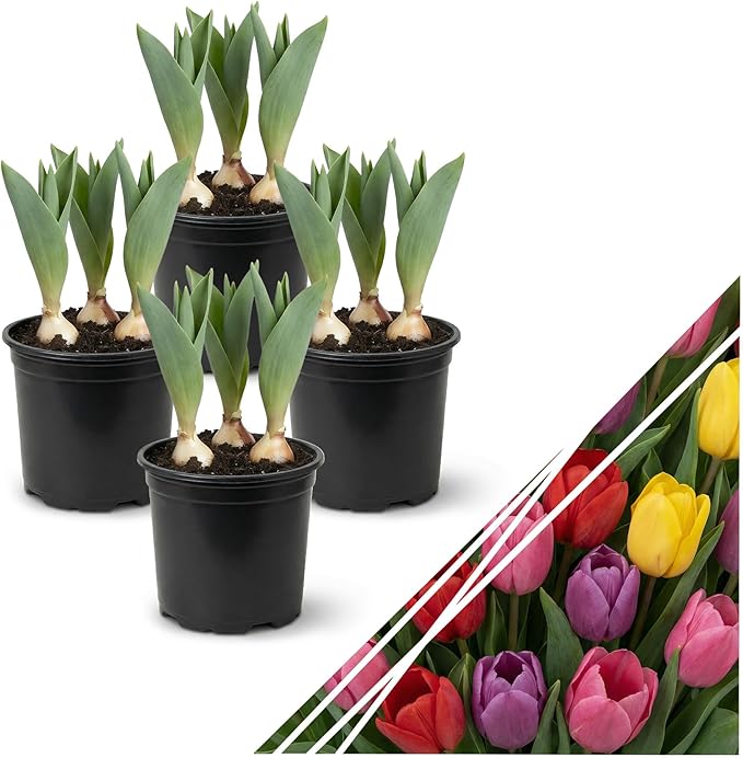 Live Flowering Tulip (4 Per Pack) - Assorted Colors, Beautiful Spring Bulbs, Ships Dormant in 1 Pint Pot, Blooms in 2-3 Weeks
