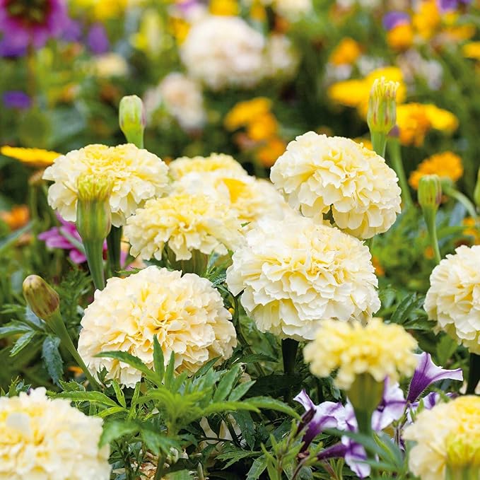 980+ Perennial Marigold Flower Plant Seed Outdoor-Attracts Bees&Butterflies Fragrant Butterfly