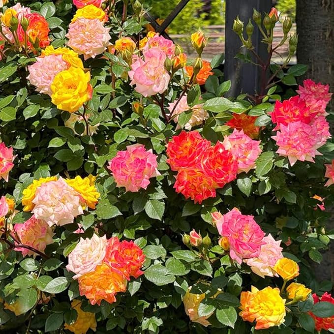 400+ Perennial Climbing Rose Seeds for Planting in Your Home Garden-Non-GMO Heirloom Plant Seeds Garden Outdoor