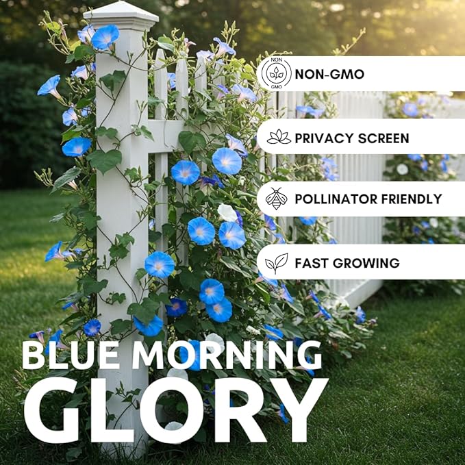 Blue Morning Glory Climbing Vine | 100 Seeds to Plant | Beautiful Flowering Vine