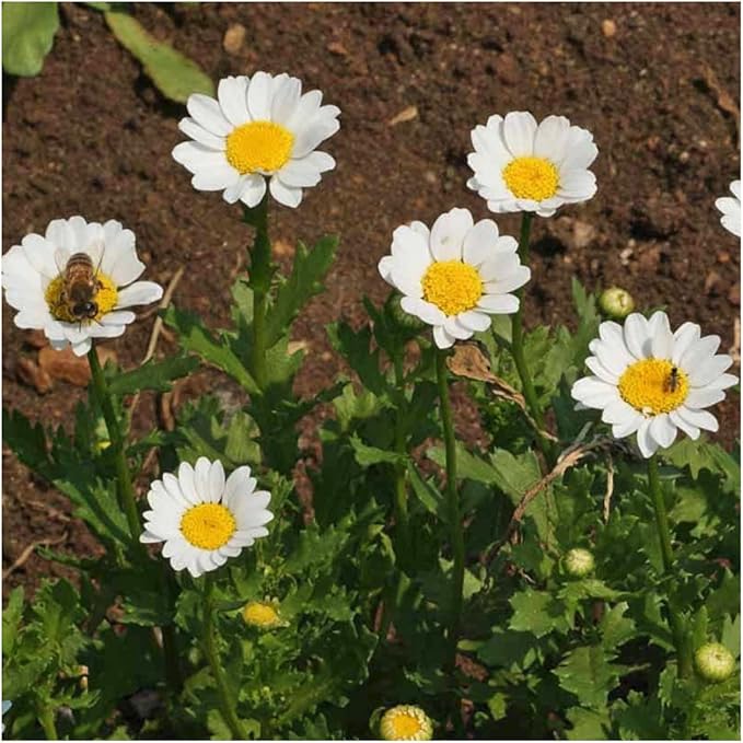 Seed Needs, Creeping Daisy Seeds - 1,000 Heirloom Seeds for Planting Chrysanthemum paludosum - Low Growing Perennial Flowers Great for Rock Gardens (1 Pack)