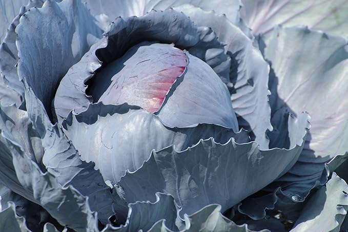 250 Red Acre Cabbage Seeds - Heirloom Non-GMO USA Grown Vegetable Seeds for Planting by RDR Seeds