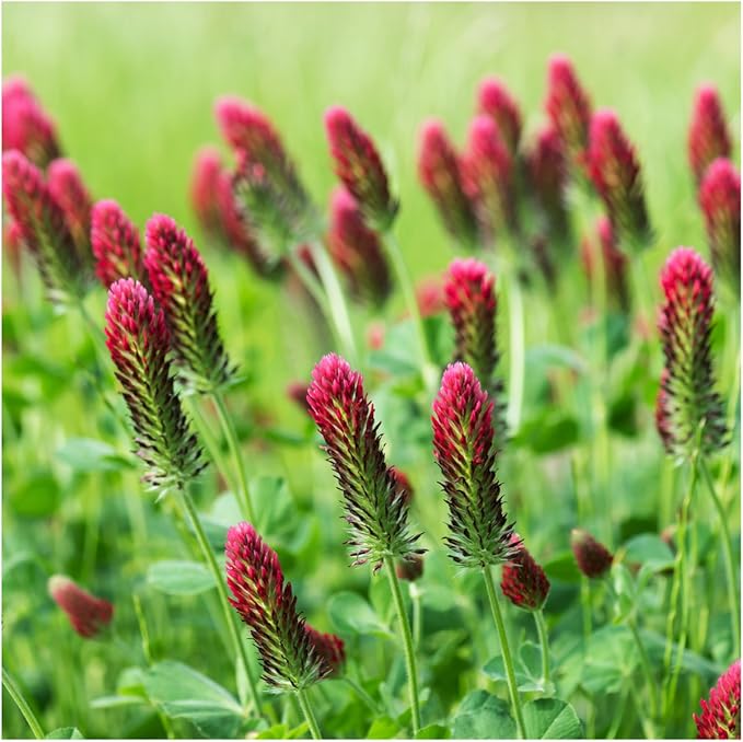 Seed Needs Clover Seeds Crimson Clover Ground Cover | 12,000+ Seeds Trifolium Incarnatum Annual Flower | Bulk Resealable Pounch of Clover Seed | Blooms Attract Pollinators