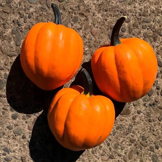 Park Seed Goldilocks F1 Acorn Squash Seeds – AAS Winner 2021, Bright Orange Fruits with Sweet Nutty Flavor, Compact Bush Habit, High Yields and Nutrient-Rich Flesh, Edible and Ornamental, Pack of 20