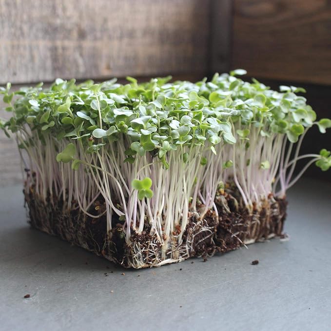Waltham 29 Broccoli Seeds | Non-GMO Bulk Heirloom Broccoli Seeds for Sprouting, Microgreens, Vegetable Gardening, Garden Salad Garnishes, & More (4 Oz)