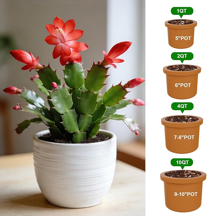 All-Natural Christmas Cactus Potting Soil Mix 1qt- Premium Well-Draining & Aerated ，Designed Specifically for Succulents and Cacti