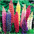 25 Russell Lupine Mixed Seeds - Colorful Perennial Wildflowers