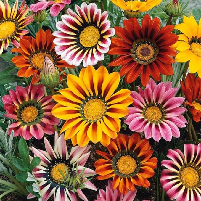 300+ Perennial Gazania Rigens Flower Seeds for Planting-Heat and Drought Tolerant - Beautiful Flower