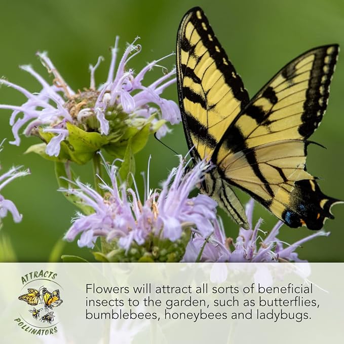 Seed Needs Poppy Seeds for Planting Salmon Peony Poppies - Heirloom & Open Pollinated Flowers to Attract Butterflies & Pollinators to a Butterfly Garden (1 Pack)